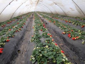 覆盖草莓专用膜对土壤环境有什么影响